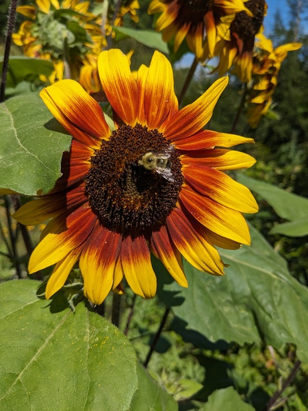 A yellow and orange colored sunflower